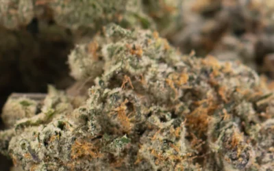 Chicken & Waffles Indoor THCa Flower