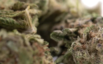 Gas Monkey THCa Flower