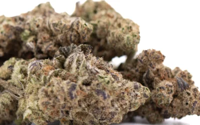 Gassa Purple THCA Hemp Flower