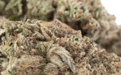 JOY THCa Hemp Flower