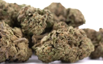 Lemon Cherry Gelato THCa Hemp Flower