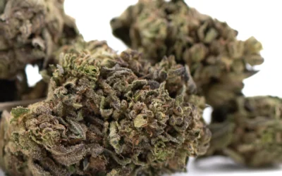 Orange Runtz THCa Hemp Flower