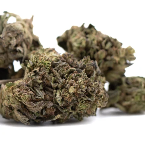 Orange Runtz THCa Hemp Flower