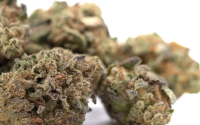 Poison Gushers THCA Hemp Flower