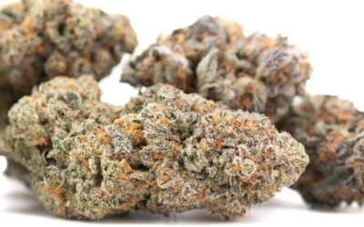 Tropical Punch Indoor THCA Hemp Flower